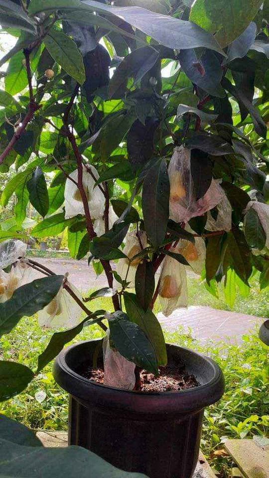 Bibit jambu unggulan dari indukan sudah berbuah