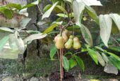 Bibit jambu unggulan dari indukan sudah berbuah