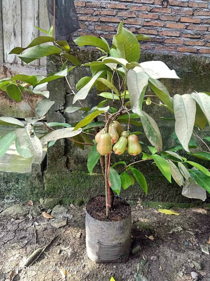 Bibit jambu unggulan dari indukan sudah berbuah