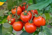 Bibit Tomat Sayur Super Siap Tanam (Buat Masak) Beli 3 Gratis 1