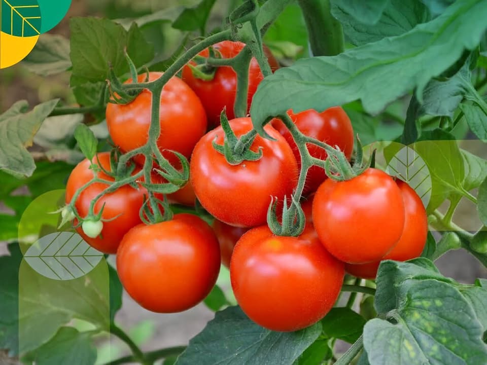 Bibit Tomat Sayur Super Siap Tanam (Buat Masak) Beli 3 Gratis 1