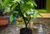 Bibit jambu air unggulan ada garansi