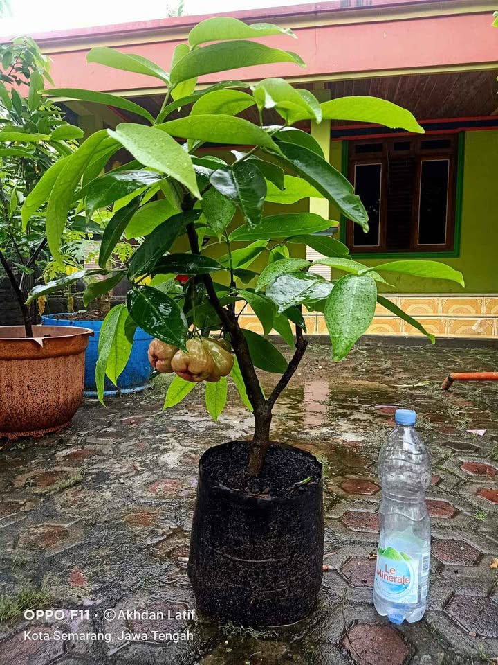 Bibit jambu air unggulan ada garansi