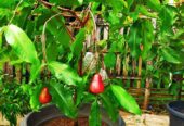 Bibit jambu air unggulan ada garansi