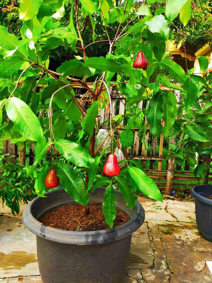 Bibit jambu air unggulan ada garansi