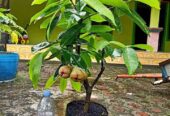 Bibit jambu air unggulan ada garansi
