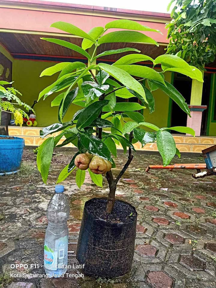 Bibit jambu air unggulan ada garansi