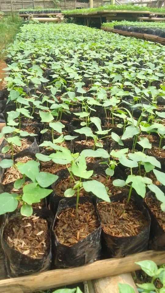 Bibit tanaman dan sayuran