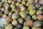 Kelapa tua dan semrondeng ABS
