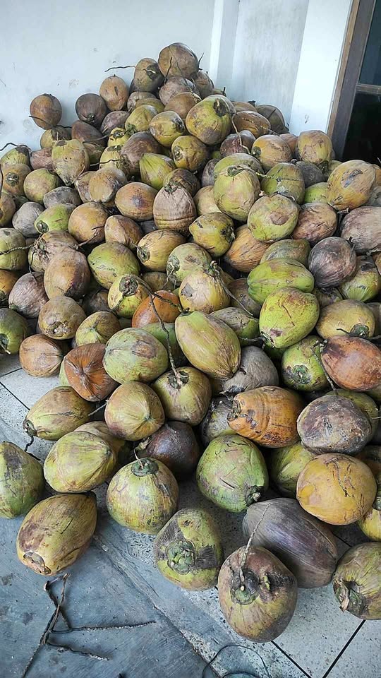 Kelapa tua dan semrondeng ABS