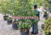 Bibit Durian dan buah super