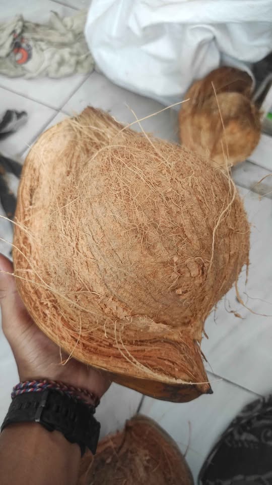 Kelapa tua dan semrondeng ABS
