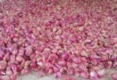 Bawang Merah kering besar