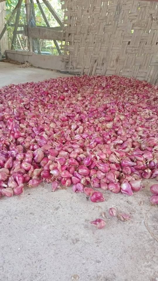 Bawang Merah kering besar