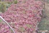 Bawang Merah kering besar