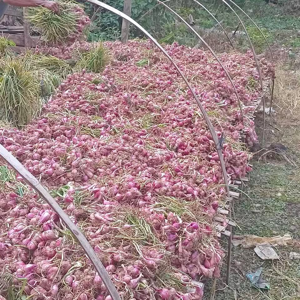 Bawang Merah kering besar