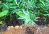 Bibit Bambu Hasil Kultur Jaringan👉Petung