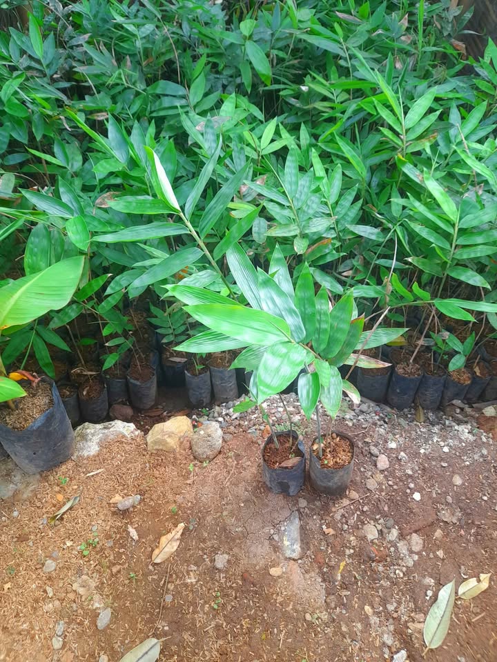 Bibit Bambu Hasil Kultur Jaringan👉Petung