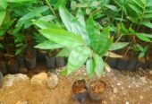 Bibit Bambu Hasil Kultur Jaringan👉Petung