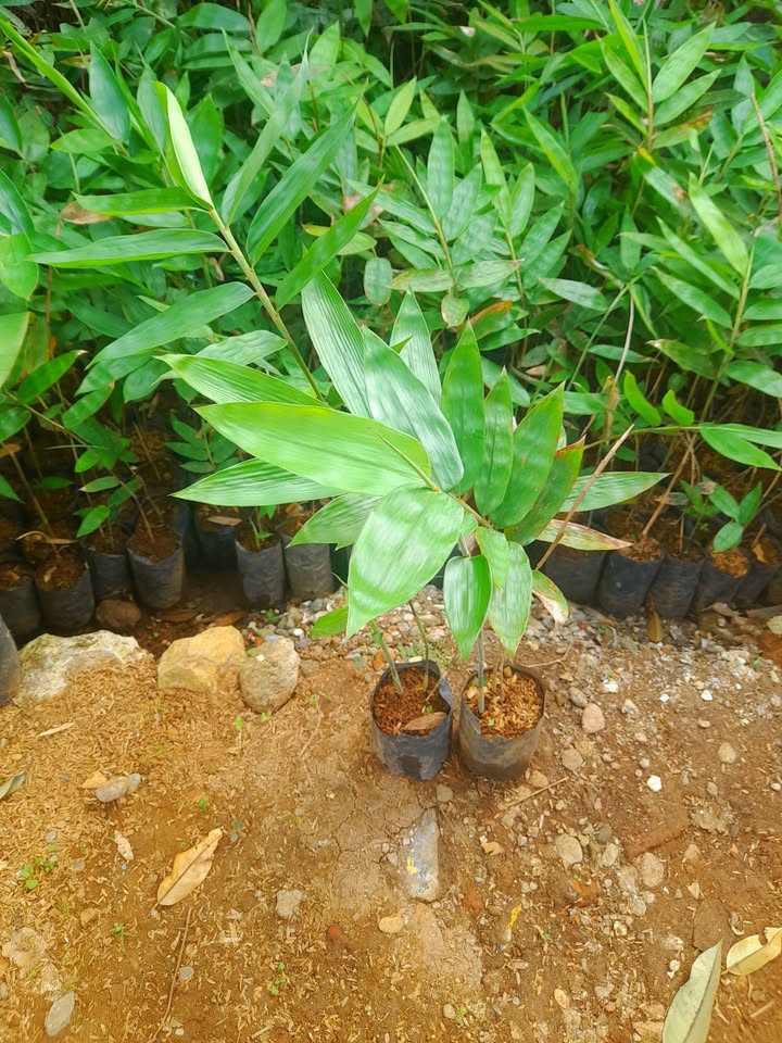 Bibit Bambu Hasil Kultur Jaringan👉Petung