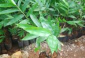 Bibit Bambu Hasil Kultur Jaringan👉Petung