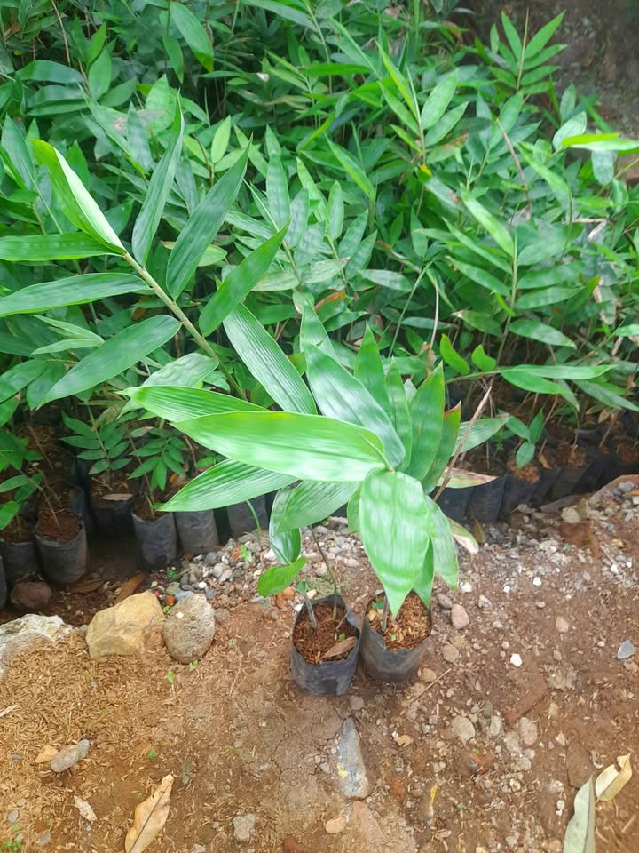 Bibit Bambu Hasil Kultur Jaringan👉Petung