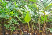 Bibit Bambu Hasil Kultur Jaringan👉Petung