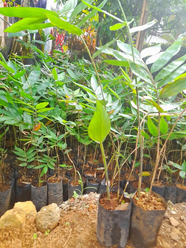 Bibit Bambu Hasil Kultur Jaringan👉Petung