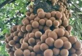Bibit buah kepel, jenis buah manis seperti mangga