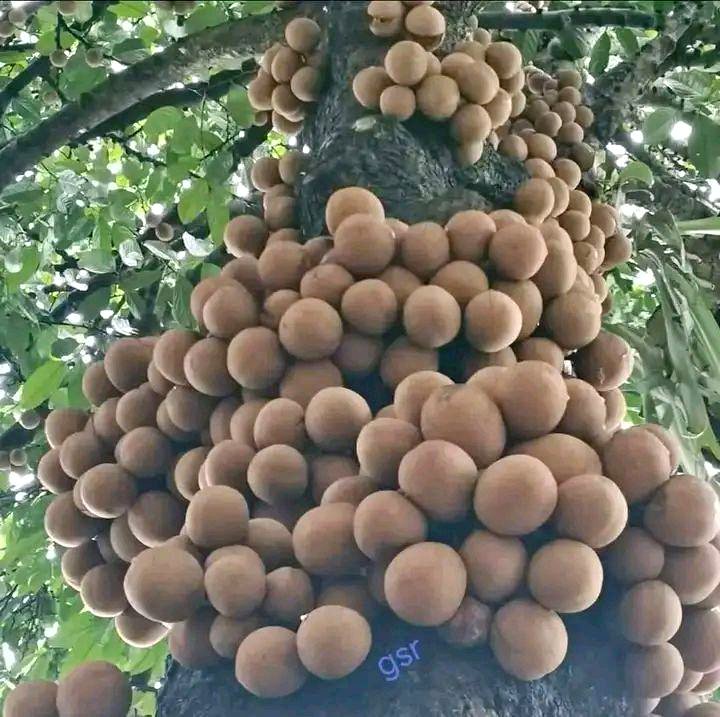 Bibit buah kepel, jenis buah manis seperti mangga