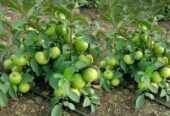 BIBIT JAMBU KRISTAL UNGGUL OKULASI CEPAT BERBUAH (COD)
