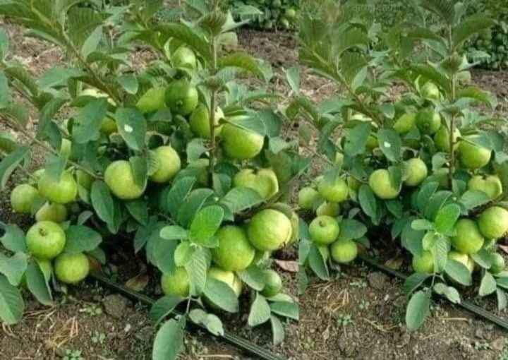 BIBIT JAMBU KRISTAL UNGGUL OKULASI CEPAT BERBUAH (COD)