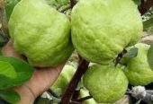 BIBIT JAMBU KRISTAL UNGGUL OKULASI CEPAT BERBUAH (COD)