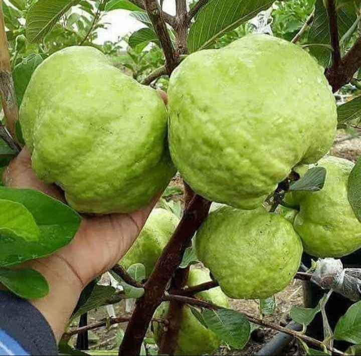 BIBIT JAMBU KRISTAL UNGGUL OKULASI CEPAT BERBUAH (COD)