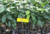 Bibit buah kepel, jenis buah manis seperti mangga