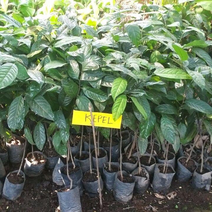 Bibit buah kepel, jenis buah manis seperti mangga