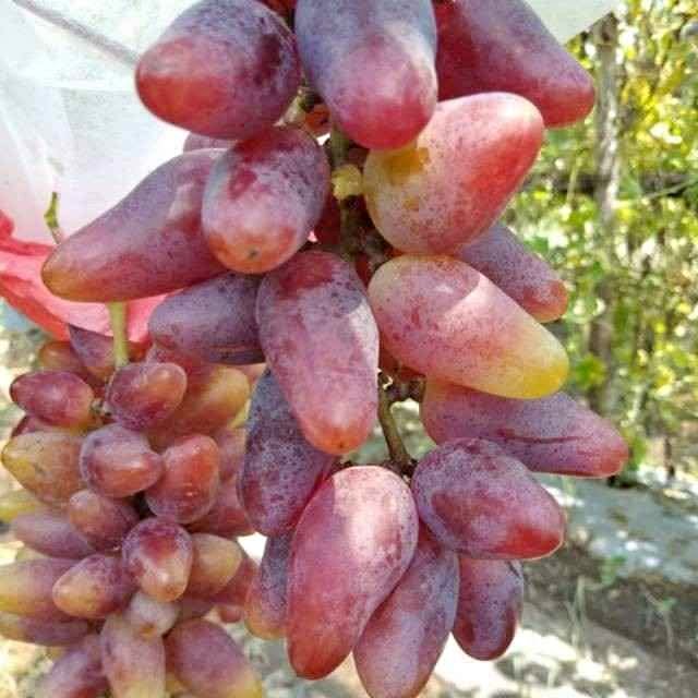 100k dapat 3 bibit anggur import