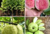BIBIT JAMBU KRISTAL UNGGUL OKULASI CEPAT BERBUAH (COD)