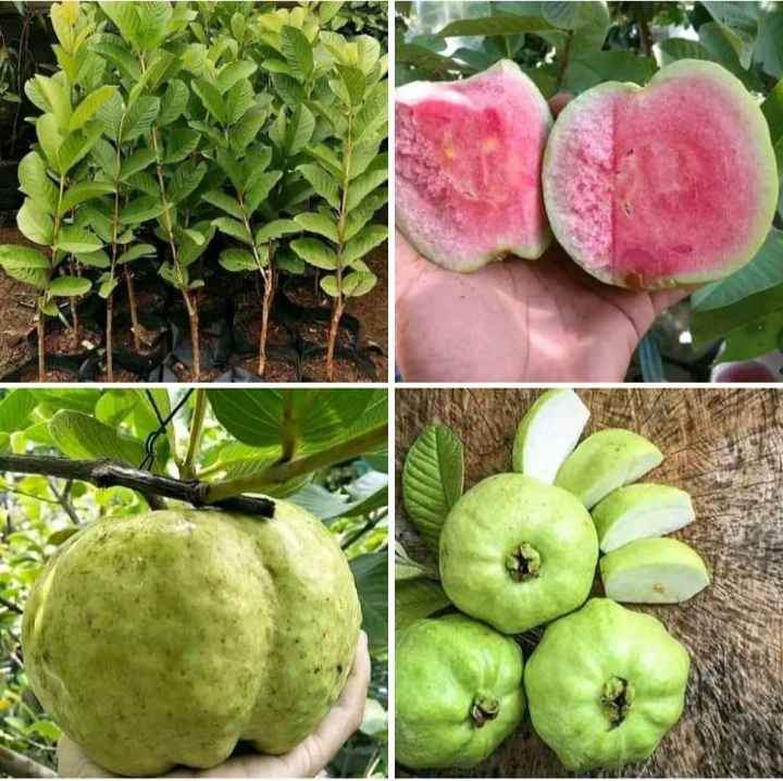 BIBIT JAMBU KRISTAL UNGGUL OKULASI CEPAT BERBUAH (COD)