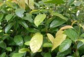Bibit buah kepel, jenis buah manis seperti mangga