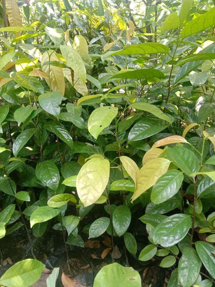 Bibit buah kepel, jenis buah manis seperti mangga