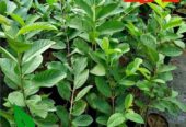 BIBIT JAMBU KRISTAL UNGGUL OKULASI CEPAT BERBUAH (COD)