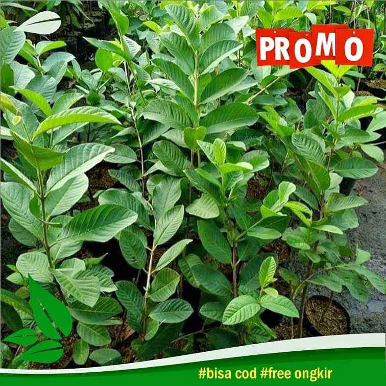 BIBIT JAMBU KRISTAL UNGGUL OKULASI CEPAT BERBUAH (COD)