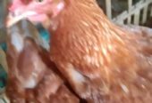Ayam petelur umur 19 Minggu