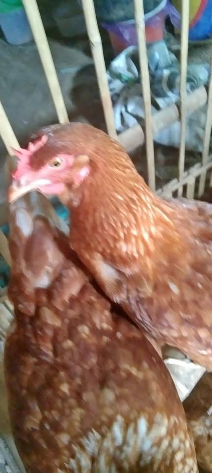 Ayam petelur umur 19 Minggu
