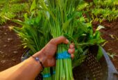 Kangkung Organik siap sayur
