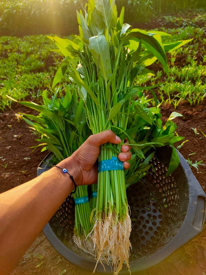 Kangkung Organik siap sayur