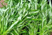Kangkung Organik siap sayur