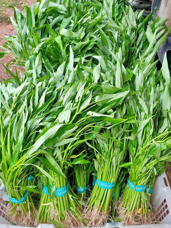 Kangkung Organik siap sayur