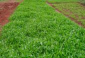 Kangkung Organik siap sayur